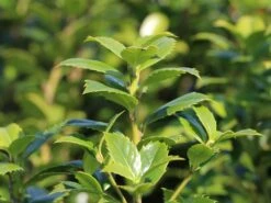 Stechpalme 'Heckenfee' -Günstiges Erd Seele Geschäft stechpalme heckenfee s m006392 w 0