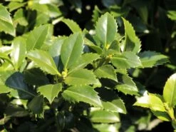 Stechpalme 'Heckenfee' -Günstiges Erd Seele Geschäft stechpalme heckenfee s m006392 w 2