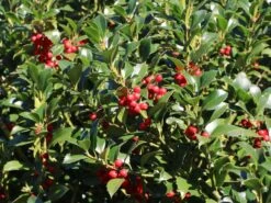 Stechpalme 'Heckenfee' -Günstiges Erd Seele Geschäft stechpalme heckenfee s m006392 w 3