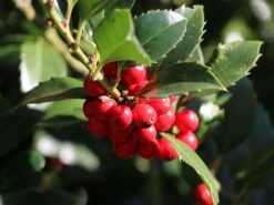 Stechpalme 'Heckenfee' -Günstiges Erd Seele Geschäft stechpalme heckenfee s m006392 w 4