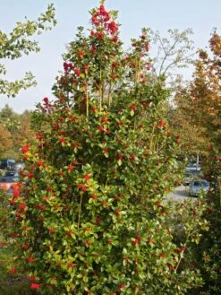 Stechpalme 'Heckenfee' -Günstiges Erd Seele Geschäft stechpalme heckenfee s m006392 w 5