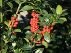 Stechpalme 'Heckenfee' -Günstiges Erd Seele Geschäft stechpalme heckenfee s m006392 w 7