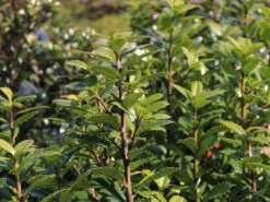 Stechpalme 'Heckenpracht' (S) -Günstiges Erd Seele Geschäft stechpalme heckenpracht s m006390 w 0