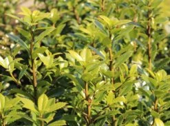 Stechpalme 'Heckenpracht' (S) -Günstiges Erd Seele Geschäft stechpalme heckenpracht s m006390 w 1