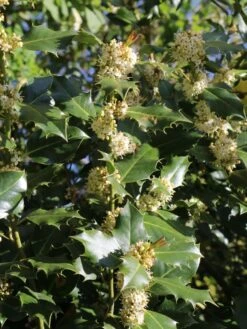Stechpalme 'Heckenpracht' (S) -Günstiges Erd Seele Geschäft stechpalme heckenpracht s m006390 w 3