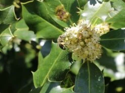 Stechpalme 'Heckenpracht' (S) -Günstiges Erd Seele Geschäft stechpalme heckenpracht s m006390 w 4