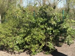 Stechpalme 'Heckenpracht' (S) -Günstiges Erd Seele Geschäft stechpalme heckenpracht s m006390 w 5