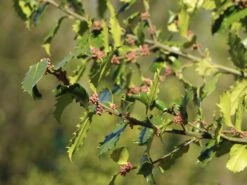Stechpalme 'Heckenpracht' (S) -Günstiges Erd Seele Geschäft stechpalme heckenpracht s m006390 w 6