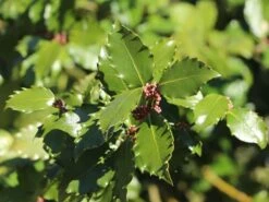 Stechpalme 'Heckenpracht' (S) -Günstiges Erd Seele Geschäft stechpalme heckenpracht s m006390 w 7