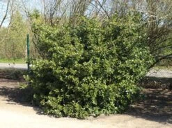 Günstiges Erd Seele Geschäft -Günstiges Erd Seele Geschäft stechpalme heckenpracht s m006390 w 8