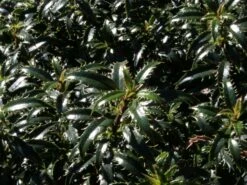 Stechpalme 'Heckenzwerg' ® -Günstiges Erd Seele Geschäft stechpalme heckenzwerg m052654 w 1