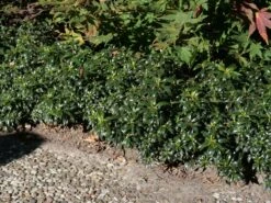 Stechpalme 'Heckenzwerg' ® -Günstiges Erd Seele Geschäft stechpalme heckenzwerg m052654 w 2