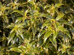 Stechpalme 'Heckenzwerg' ® -Günstiges Erd Seele Geschäft stechpalme heckenzwerg m052654 w 4