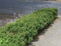 Stechpalme 'Heckenzwerg' ® -Günstiges Erd Seele Geschäft stechpalme heckenzwerg m052654 w 7