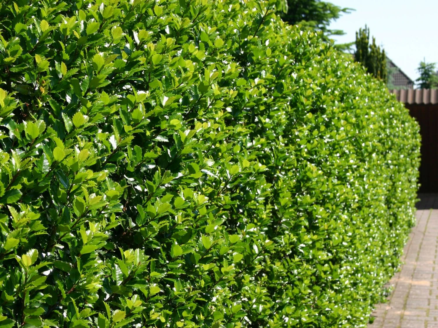 Stechpalme 'Blue Prince' ® 3 Stechpalme 'Blue Prince' ®