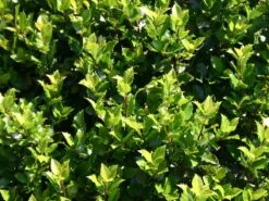 Stechpalme 'Blue Prince' ® 21 Stechpalme 'Blue Prince' ® -Günstiges Erd Seele Geschäft stechpalme maennlich blue prince m002456 w 0