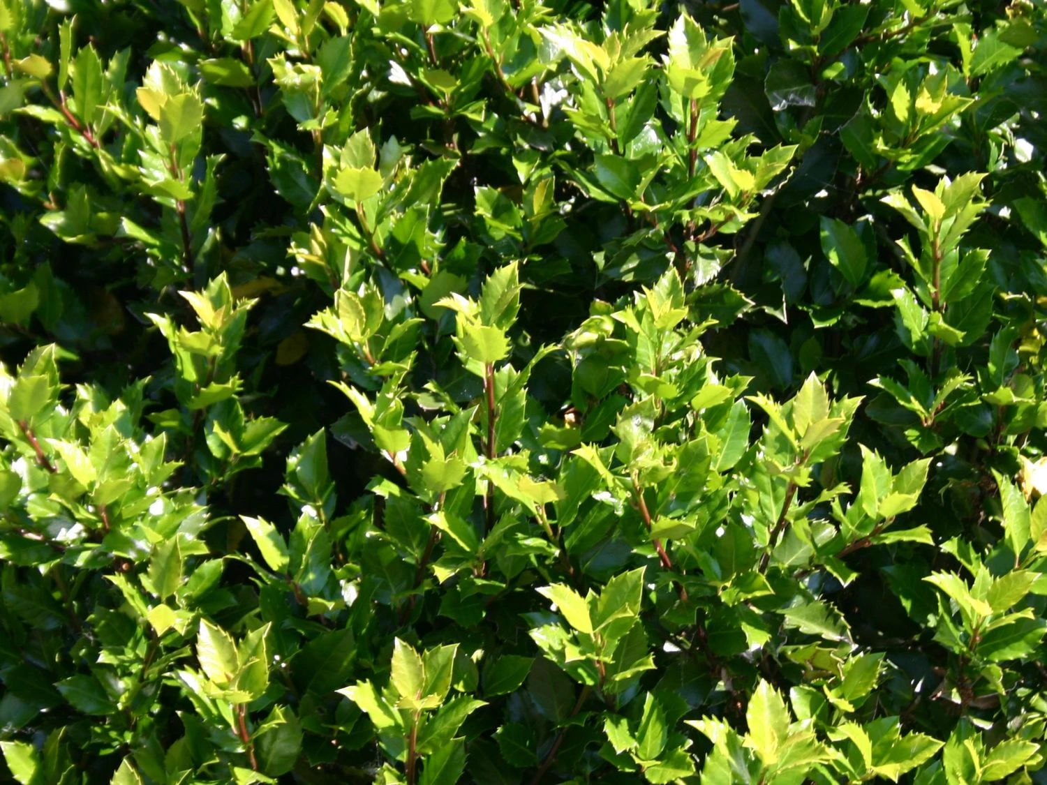 Stechpalme 'Blue Prince' ® 10 Stechpalme 'Blue Prince' ® – Bild 8