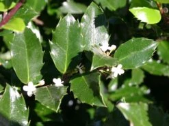 Stechpalme 'Blue Prince' ® 22 Stechpalme 'Blue Prince' ® -Günstiges Erd Seele Geschäft stechpalme maennlich blue prince m002456 w 3