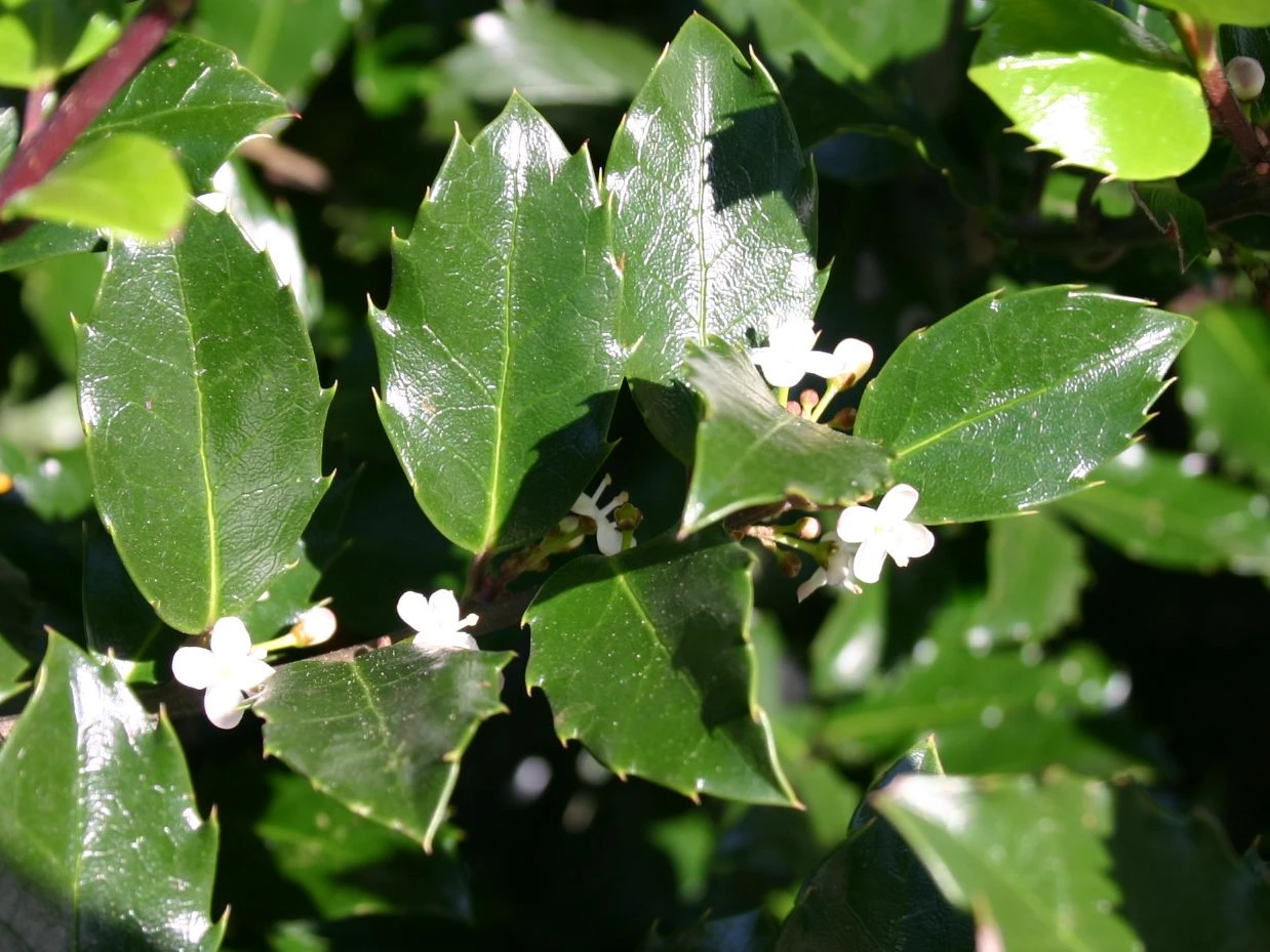 Stechpalme 'Blue Prince' ® 11 Stechpalme 'Blue Prince' ® – Bild 9