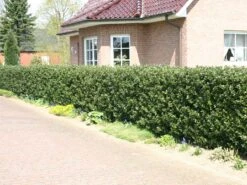 Stechpalme 'Blue Prince' ® 23 Stechpalme 'Blue Prince' ® -Günstiges Erd Seele Geschäft stechpalme maennlich blue prince m002456 w 7