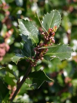 Stechpalme 'Blue Prince' ® 24 Stechpalme 'Blue Prince' ® -Günstiges Erd Seele Geschäft stechpalme maennlich blue prince m002456 w 8