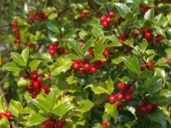 Stechpalme Weiblich 'Blue Princess' ®