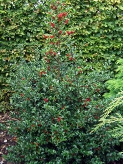 Stechpalme Weiblich 'Blue Princess' ® -Günstiges Erd Seele Geschäft stechpalme weiblich blue princess m053065 w 1