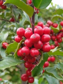 Stechpalme Weiblich 'Blue Princess' ® -Günstiges Erd Seele Geschäft stechpalme weiblich blue princess m053065 w 2