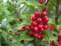 Stechpalme Weiblich 'Blue Princess' ® -Günstiges Erd Seele Geschäft stechpalme weiblich blue princess m053065 w 3