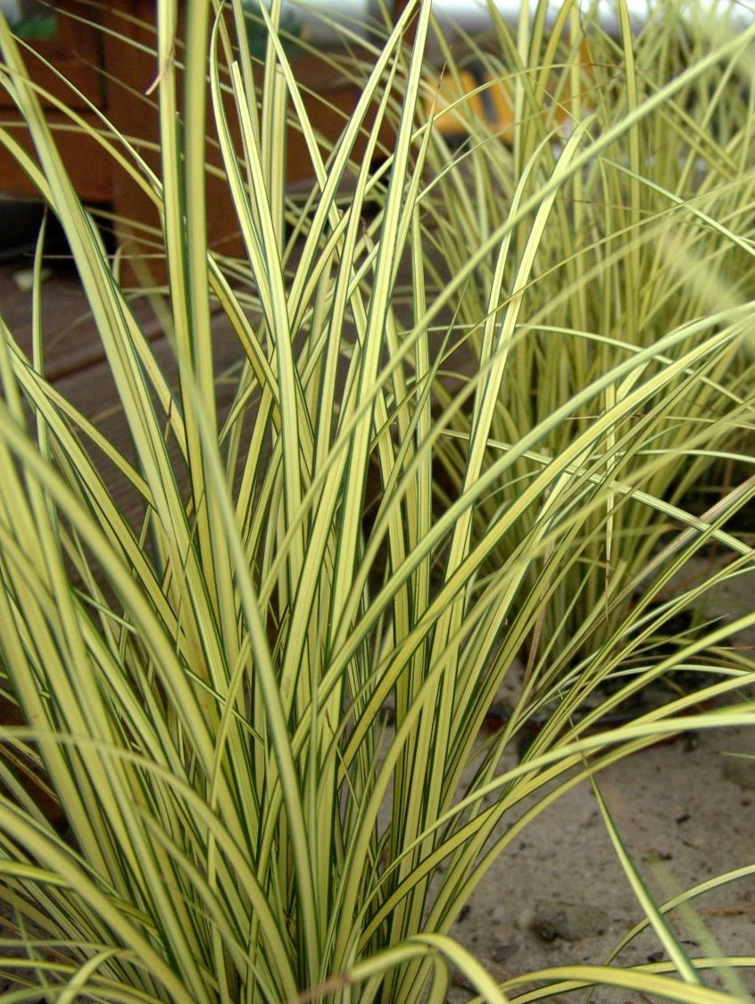 Steife Segge 'Aurea' 6 Steife Segge 'Aurea' – Bild 4