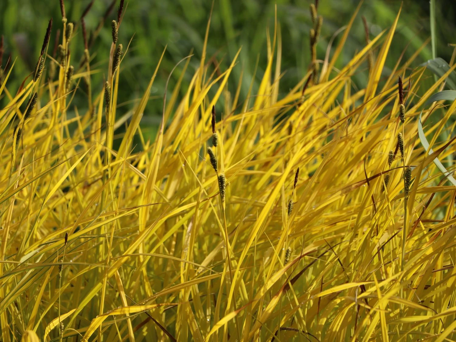 Steife Segge 'Aurea' 8 Steife Segge 'Aurea' – Bild 6