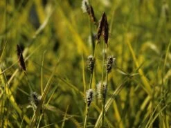 Steife Segge 'Aurea' 10 Steife Segge 'Aurea' -Günstiges Erd Seele Geschäft steife segge aurea m058058 w 2