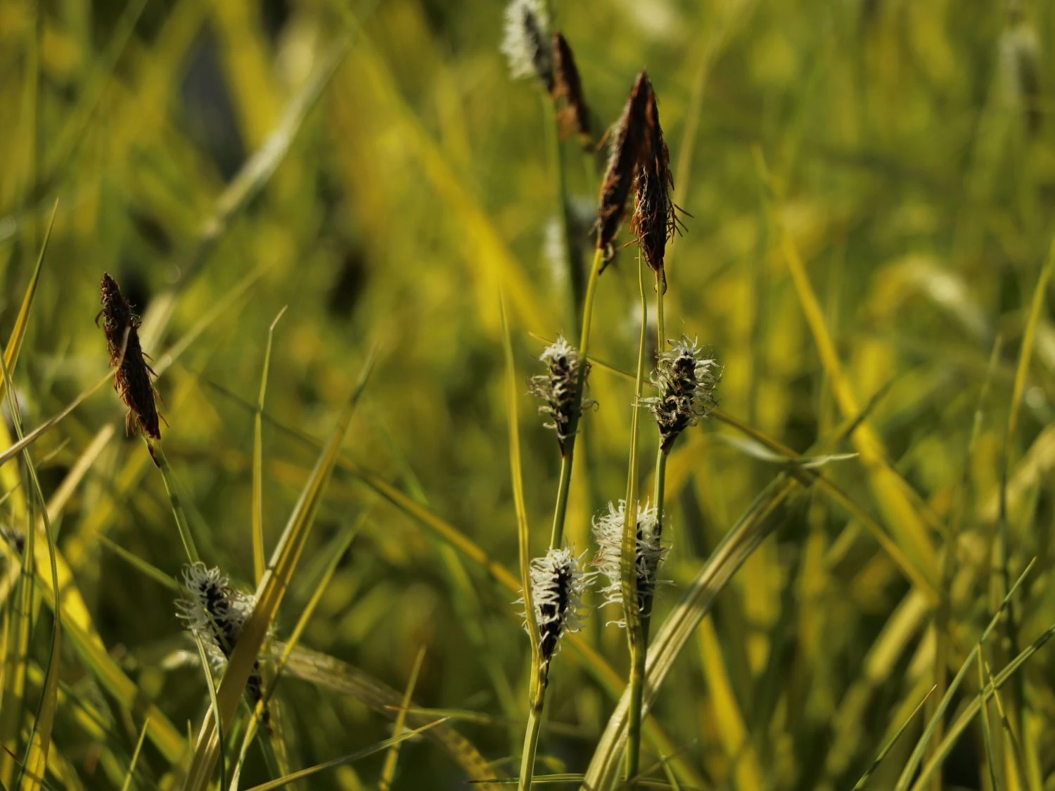 Steife Segge 'Aurea' 5 Steife Segge 'Aurea' – Bild 3