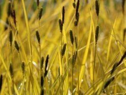 Steife Segge 'Aurea' 12 Steife Segge 'Aurea' -Günstiges Erd Seele Geschäft steife segge aurea m058058 w 3