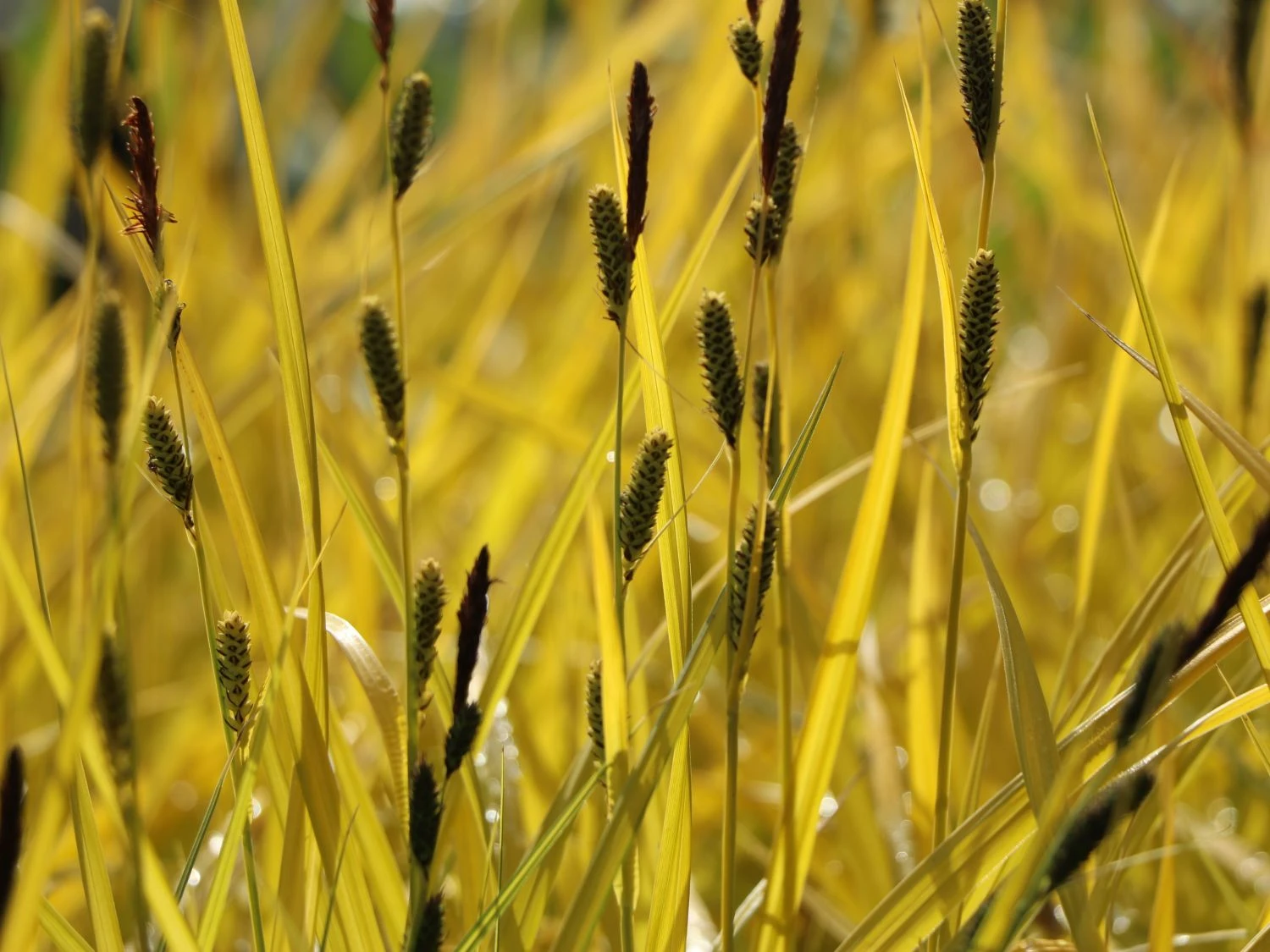 Steife Segge 'Aurea' 7 Steife Segge 'Aurea' – Bild 5