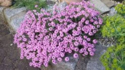 Steintäschel 'Warley Rose' -Günstiges Erd Seele Geschäft steintaeschel warley rose m074034 401538 0