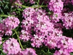 Steintäschel 'Warley Rose'