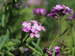 Steintäschel 'Warley Rose' -Günstiges Erd Seele Geschäft steintaeschel warley rose m074034 w 1