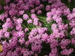 Steintäschel 'Warley Rose' -Günstiges Erd Seele Geschäft steintaeschel warley rose m074034 w 2