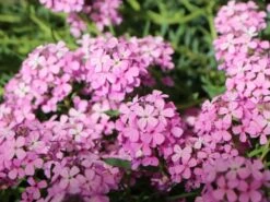 Steintäschel 'Warley Rose' -Günstiges Erd Seele Geschäft steintaeschel warley rose m074034 w 3