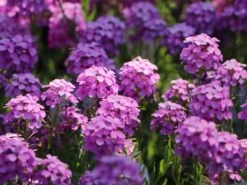 Steintäschel 'Warley Rose' -Günstiges Erd Seele Geschäft steintaeschel warley rose m074034 w 4