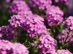 Steintäschel 'Warley Rose' -Günstiges Erd Seele Geschäft steintaeschel warley rose m074034 w 5