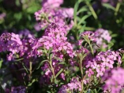 Steintäschel 'Warley Ruber' -Günstiges Erd Seele Geschäft steintaeschel warley ruber m084785 w 1