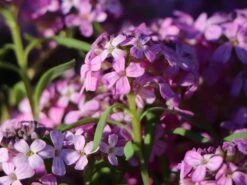 Steintäschel 'Warley Ruber' -Günstiges Erd Seele Geschäft steintaeschel warley ruber m084785 w 2