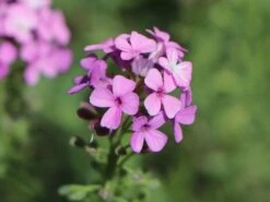 Steintäschel 'Warley Ruber' -Günstiges Erd Seele Geschäft steintaeschel warley ruber m084785 w 3