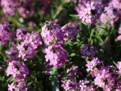 Steintäschel 'Warley Ruber' -Günstiges Erd Seele Geschäft steintaeschel warley ruber m084785 w 4