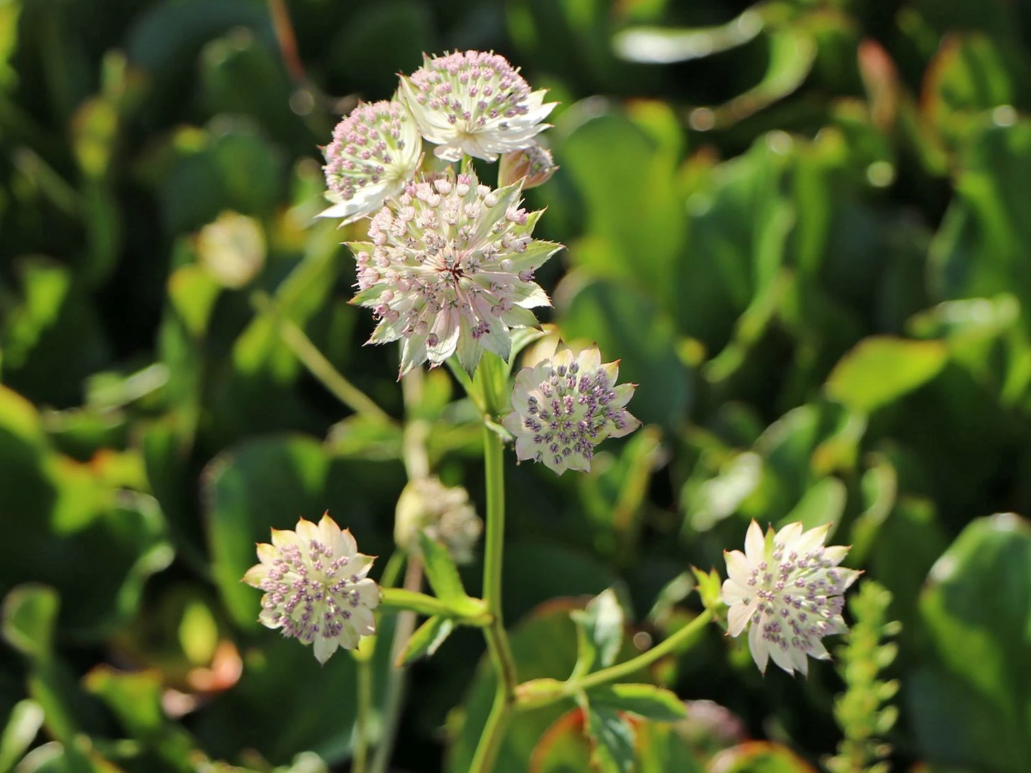 Sterndolde 'Buckland' 3 Sterndolde 'Buckland'