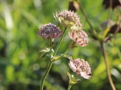 Sterndolde 'Buckland' 5 Sterndolde 'Buckland' -Günstiges Erd Seele Geschäft sterndolde buckland m077090 w 0