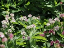 Sterndolde 'Primadonna' -Günstiges Erd Seele Geschäft sterndolde primadonna m057876 w 2