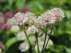 Sterndolde 'Primadonna' -Günstiges Erd Seele Geschäft sterndolde primadonna m057876 w 4